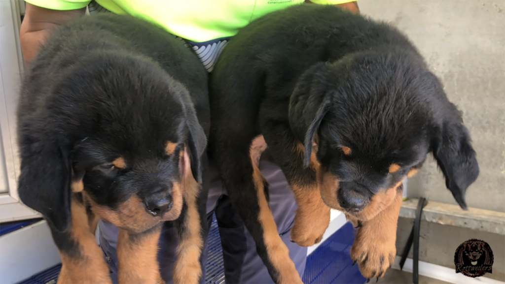 Cachorros disponibles, hijos de Tokio de Gypsy Line y Carlo de Gypsy Line