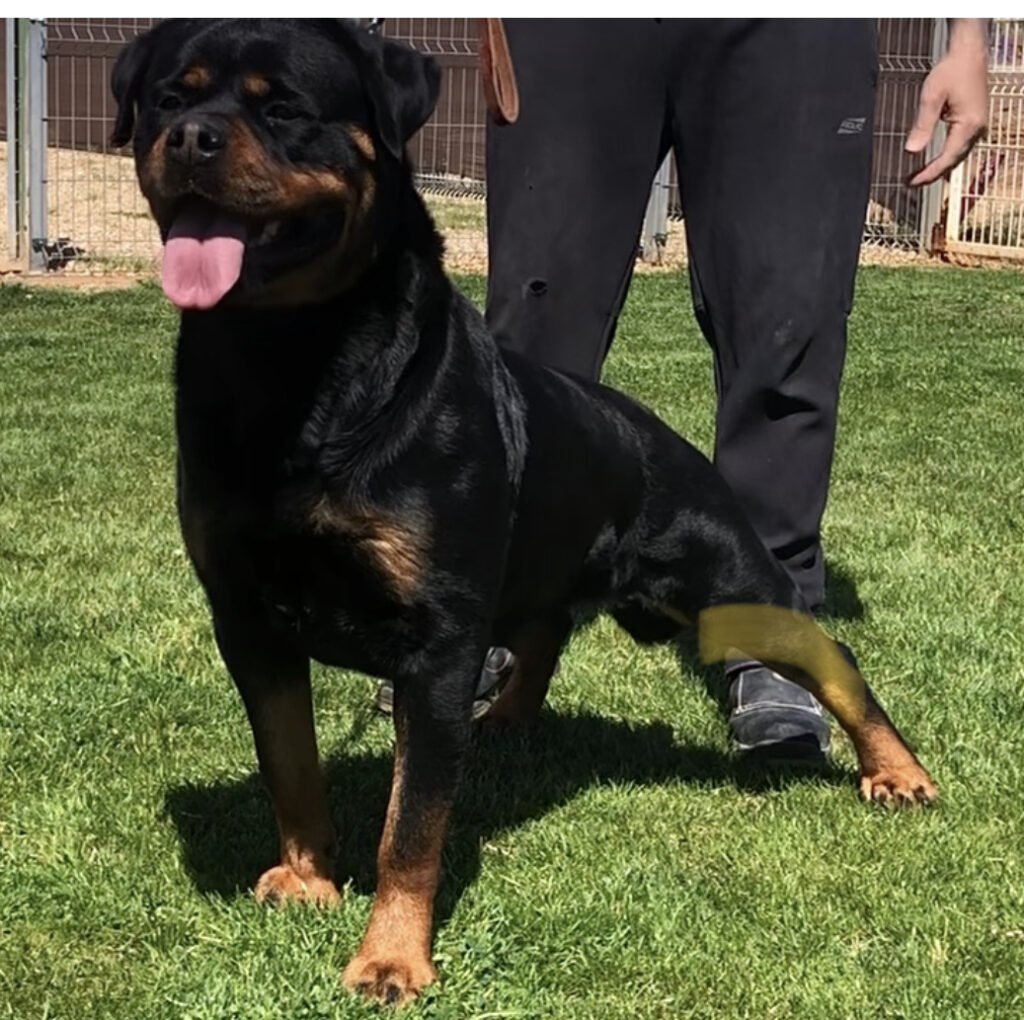 Tokio de Gypsy Line -02