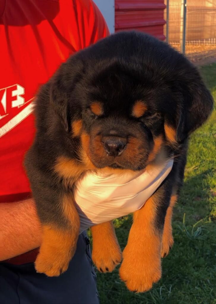 Cachorros Rottweilers spain