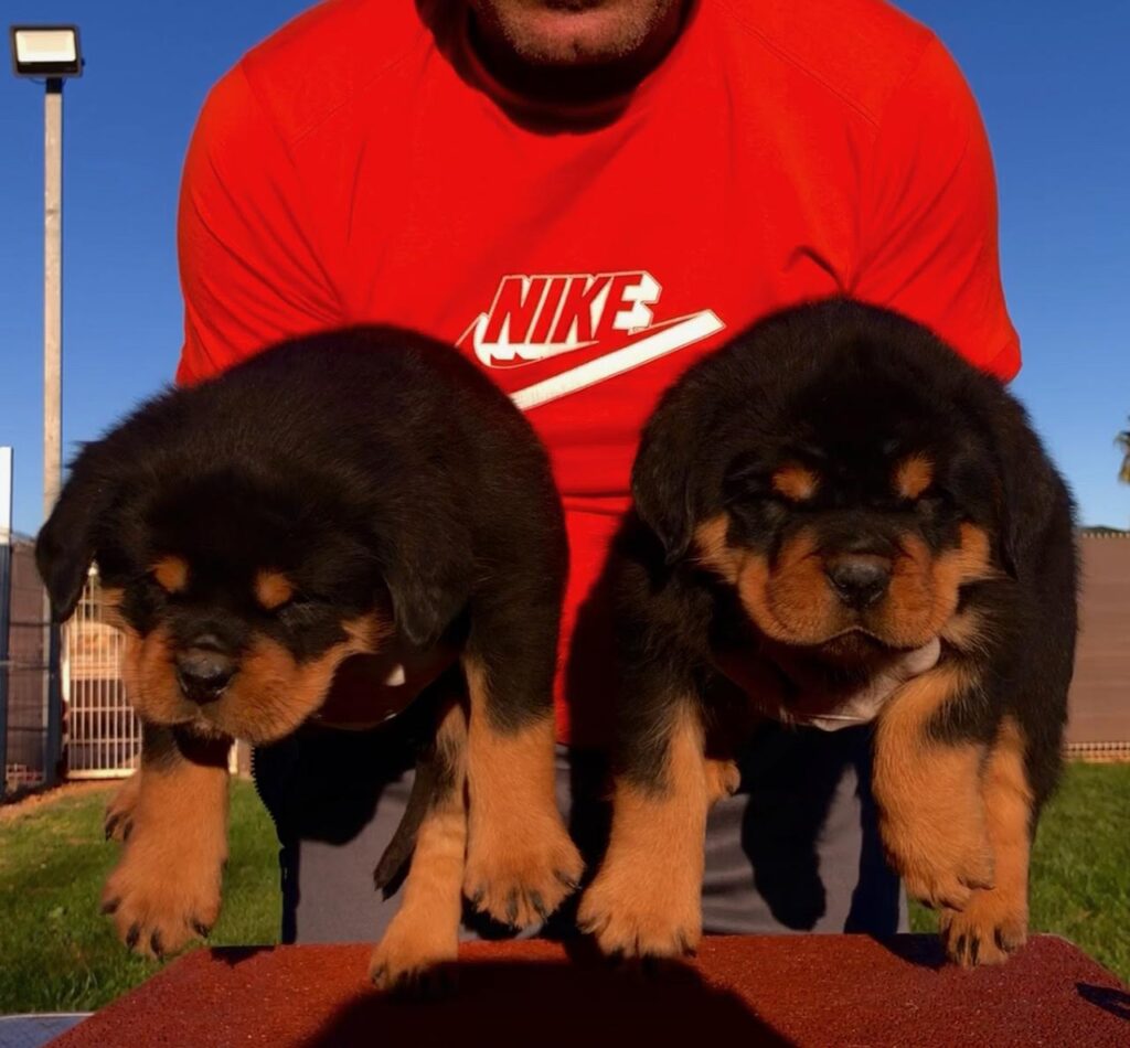 Cachorros Rottweilers spain