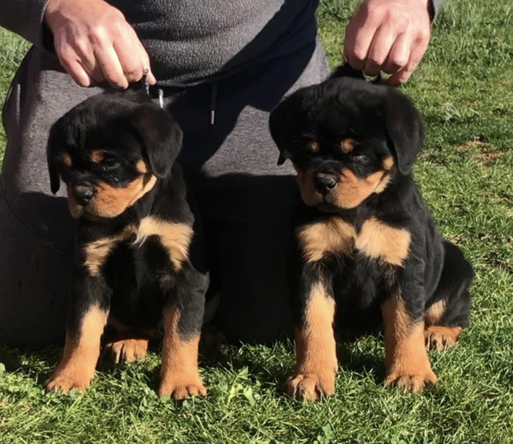 Cachorros Rottweilers spain