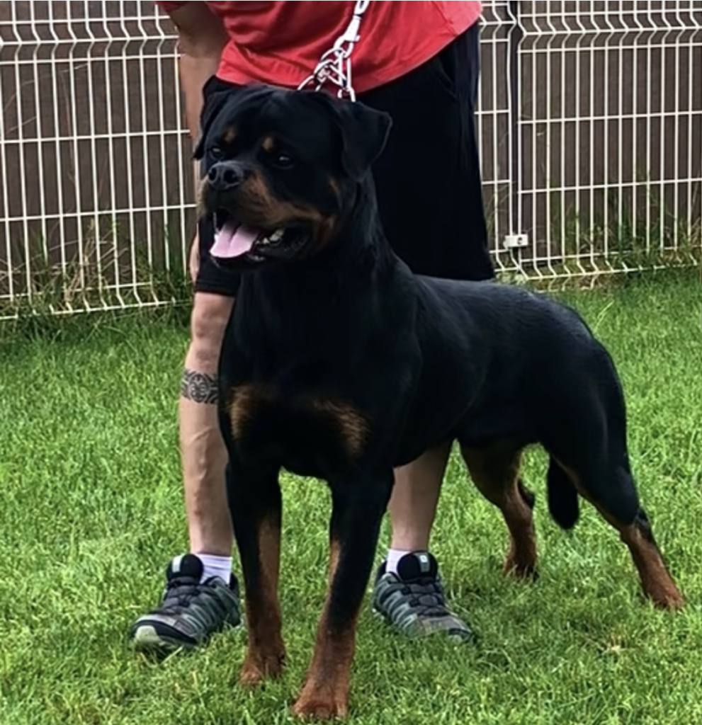 Darko Rott De la Vega