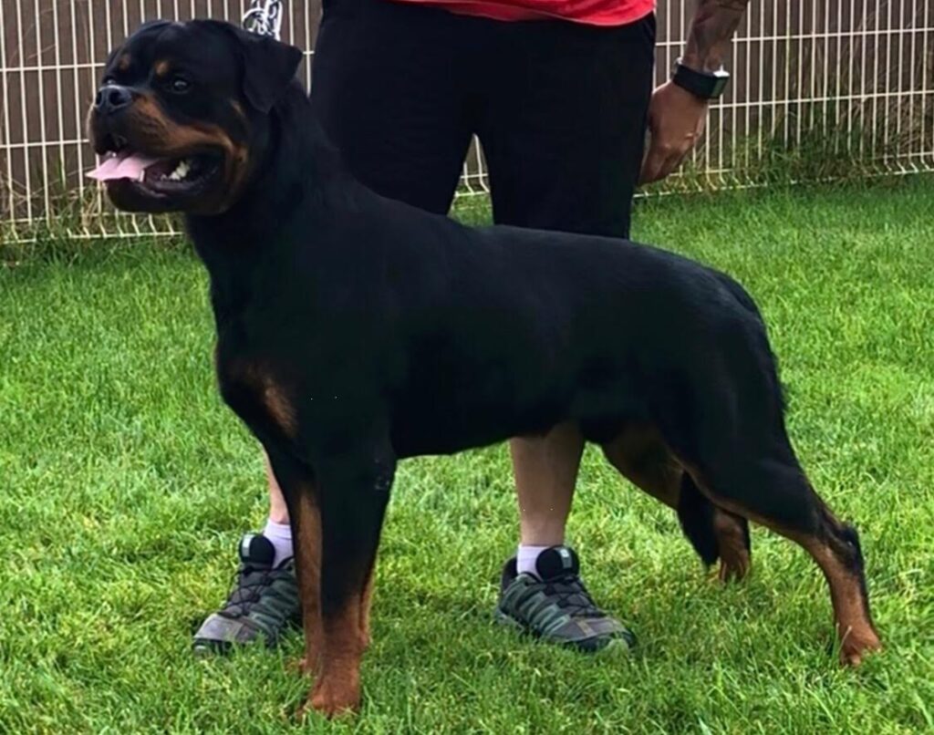 Darko Rott De la Vega