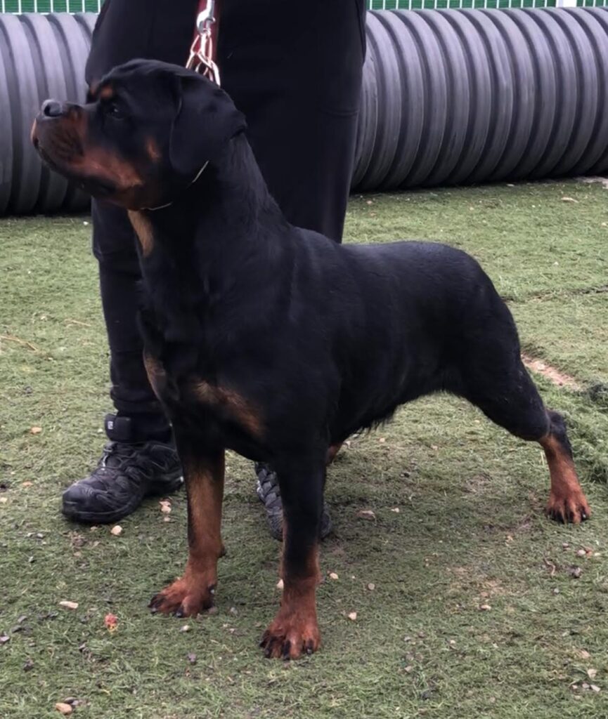 Moscú de Gypsy Line