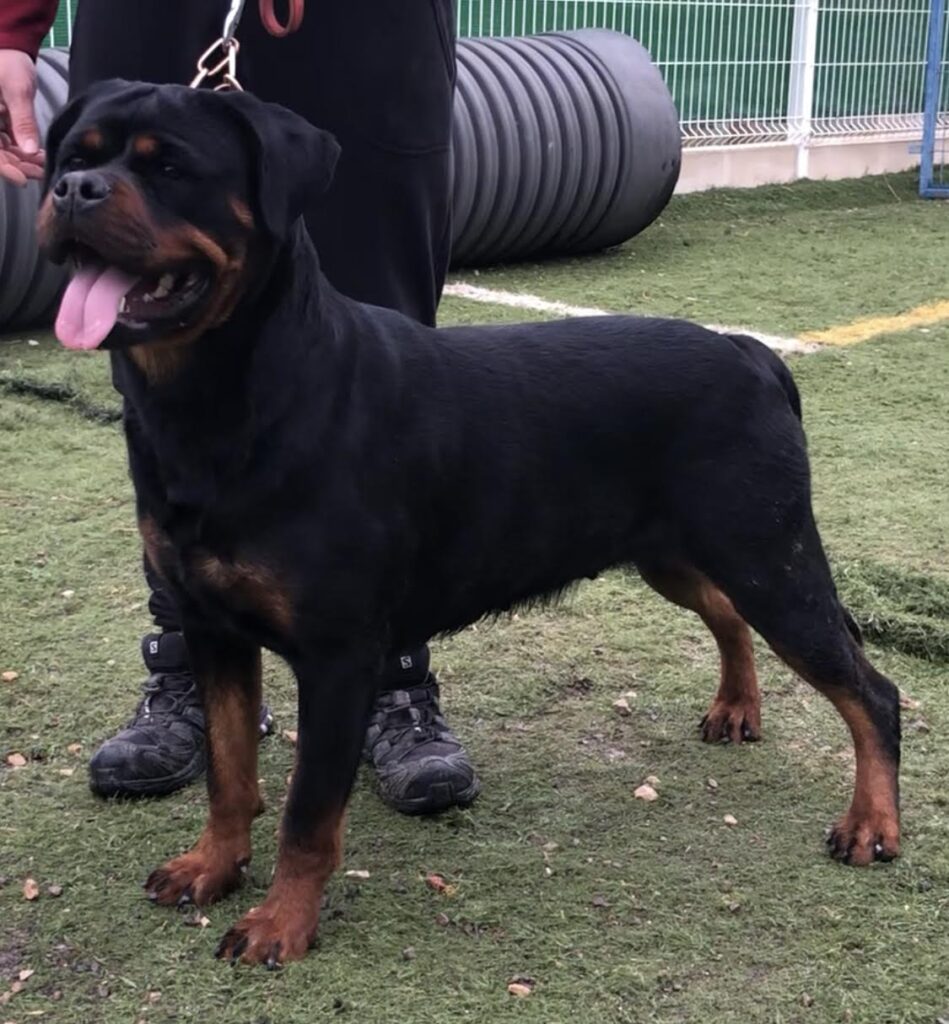 Moscú de Gypsy Line