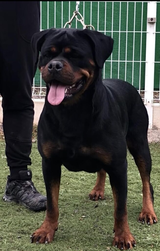 Moscú de Gypsy Line