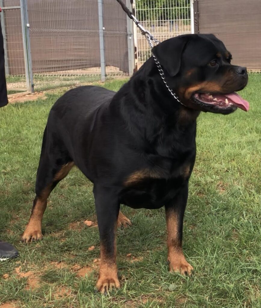 Nairovi de Gypsy Line