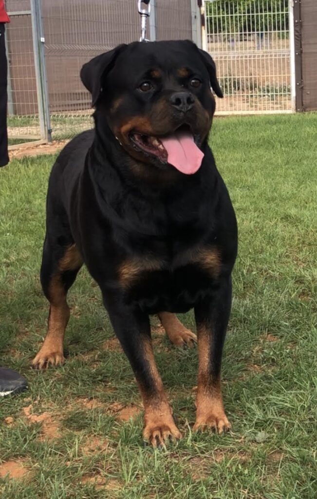 Nairovi de Gypsy Line