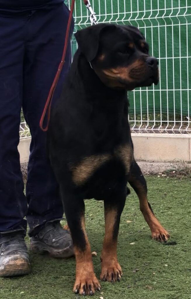 Panamá de Gypsy Line