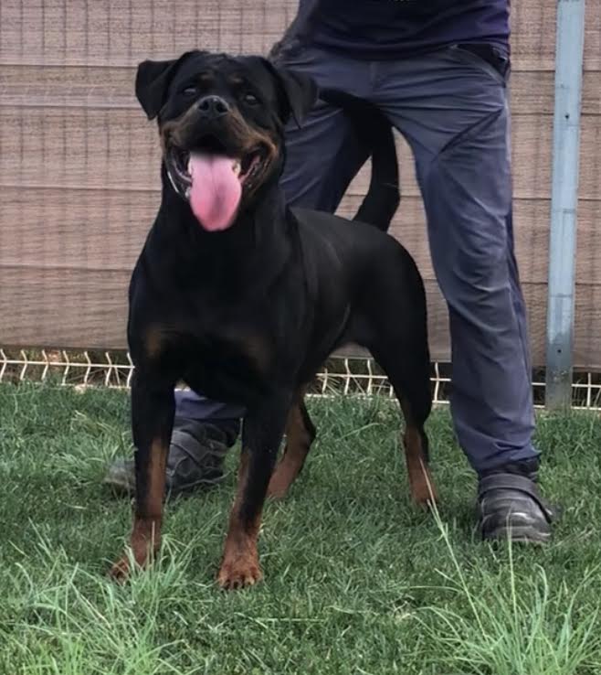 Uwanda de Gypsy Line