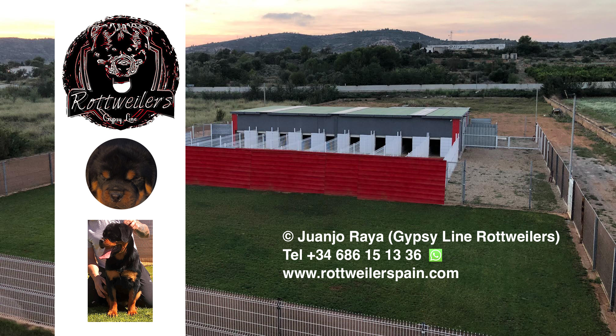 Criadero y venta de Rottweilers en Castellón